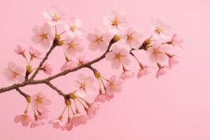 ピンク背景に映える満開の桜の枝