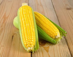 皮付きの新鮮なトウモロコシ2本