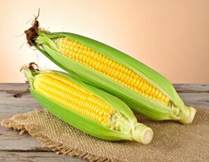 麻布の上に並べた皮付きのトウモロコシ2本