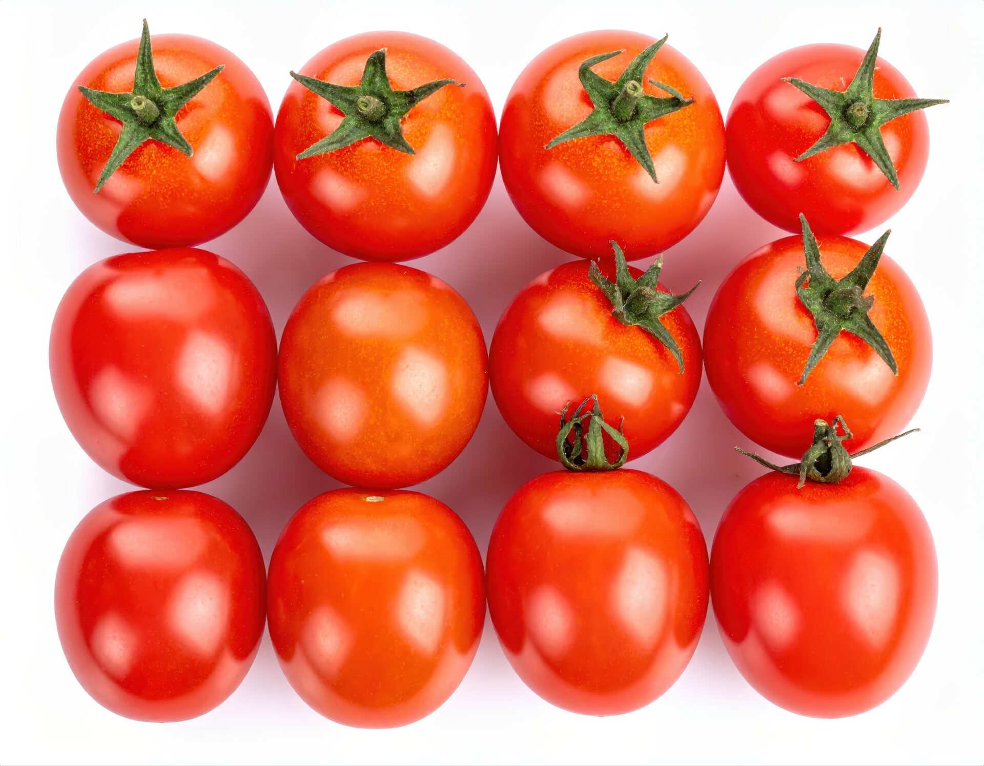 白背景に整列したトマト