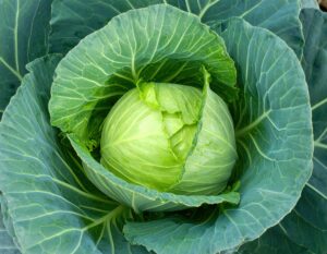 畑で育つキャベツのクローズアップ