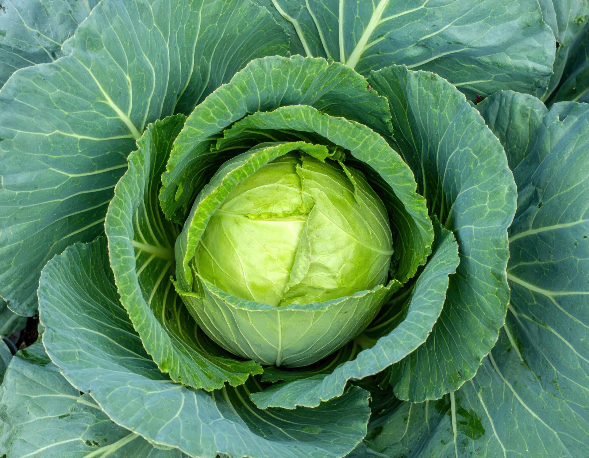 畑のキャベツの全体