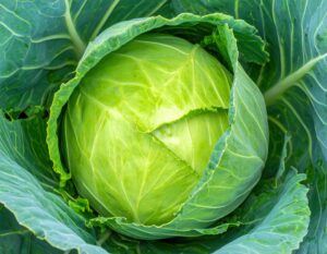 成長中のキャベツ
