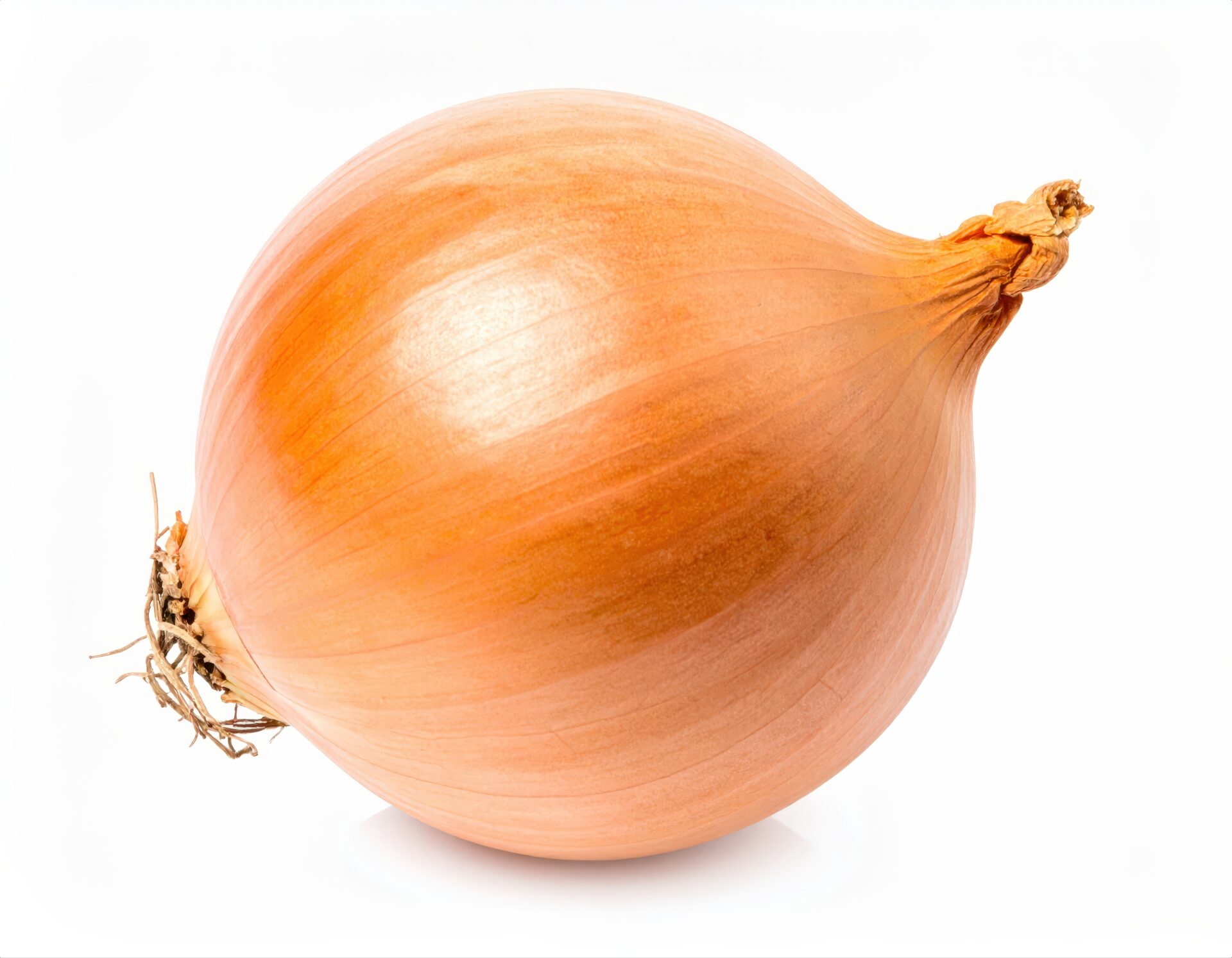 白背景の横向きの玉ねぎ