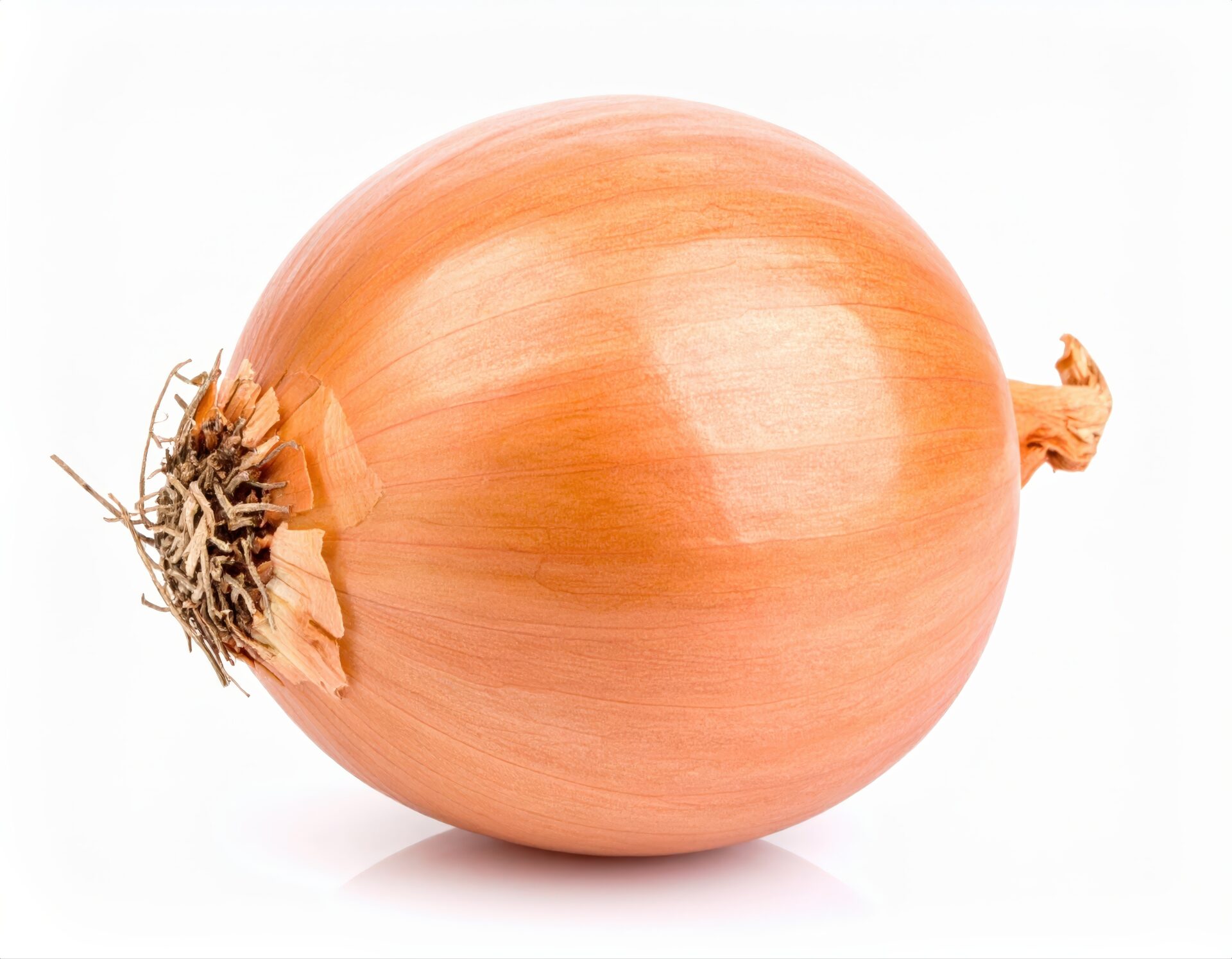白背景の玉ねぎ（根付き）
