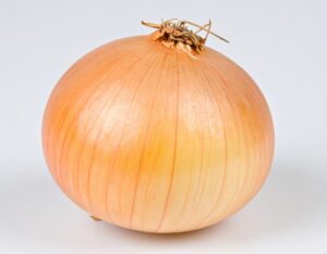 白背景に立てた玉ねぎ