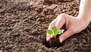 苗木を土に植える瞬間の手元