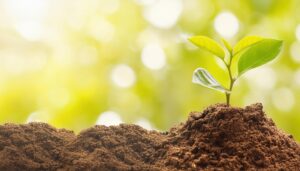 明るい背景に芽吹く小さな苗木