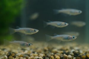 青みがかったメダカが群れで泳ぐ様子