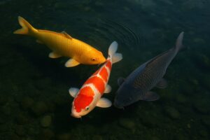 澄んだ水の中を泳ぐ色鮮やかな鯉の群れ