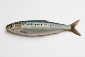 白背景に置かれた新鮮なアジの一匹