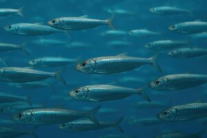 青い海中を泳ぐアジの群れ