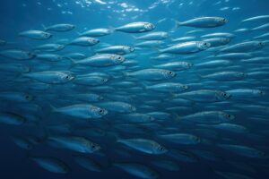 大量のアジが海中を回遊する様子