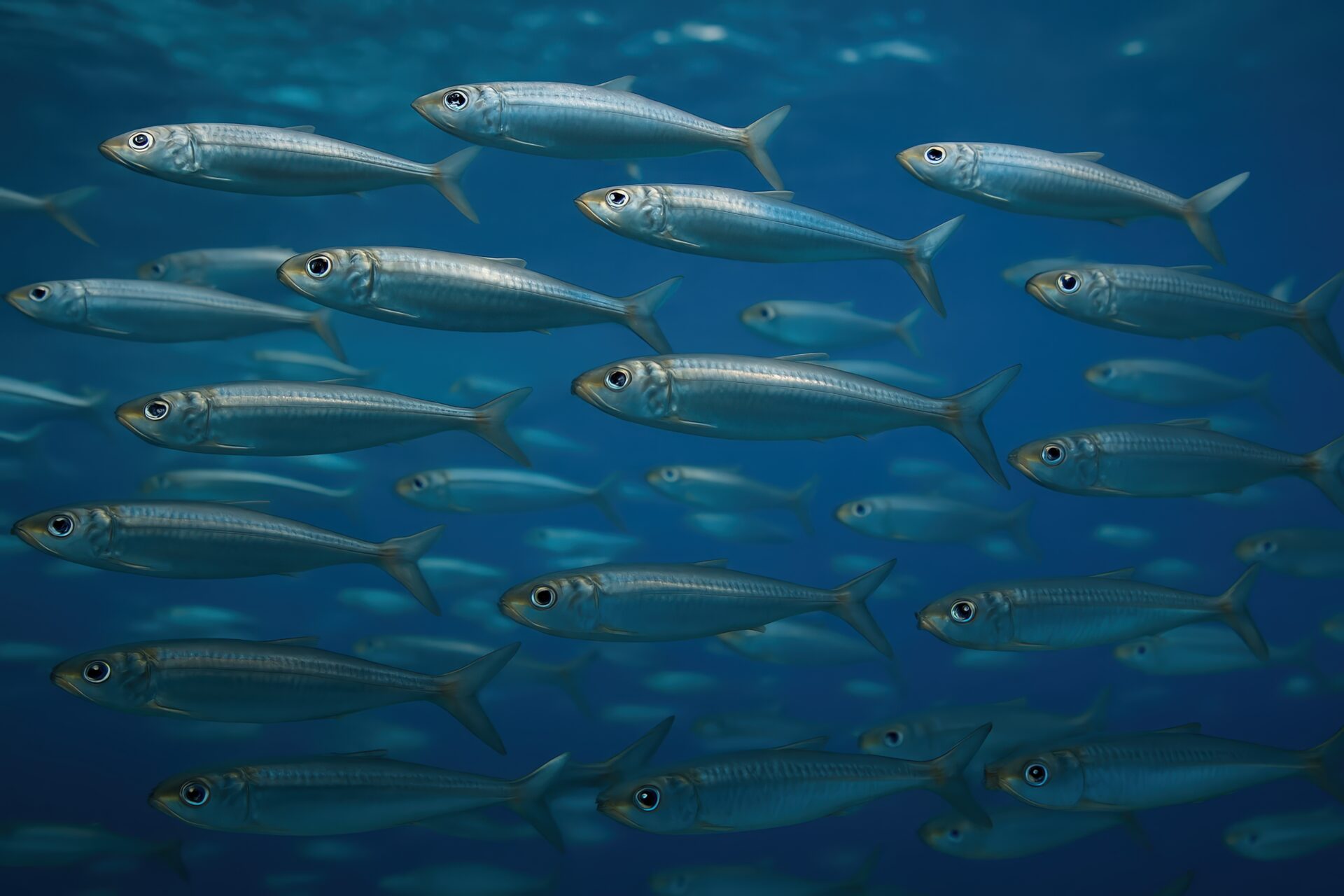 澄んだ海の中を泳ぐアジの群れ