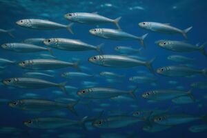 澄んだ海の中を泳ぐアジの群れ