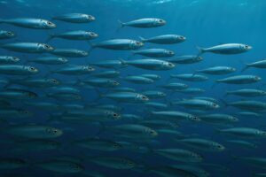 深海を泳ぐ無数のアジたち