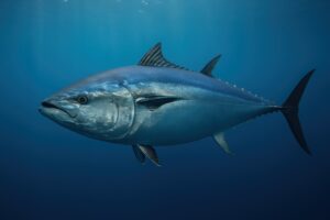 海中を泳ぐクロマグロの横姿