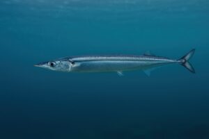 海中を泳ぐサンマの横向きショット