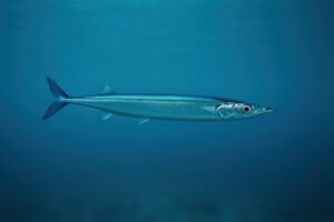 サンマが泳ぐクリアな海の中景