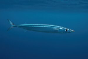 青い海を泳ぐ細長いサンマの姿