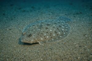 海底に潜むヒラメのアップ