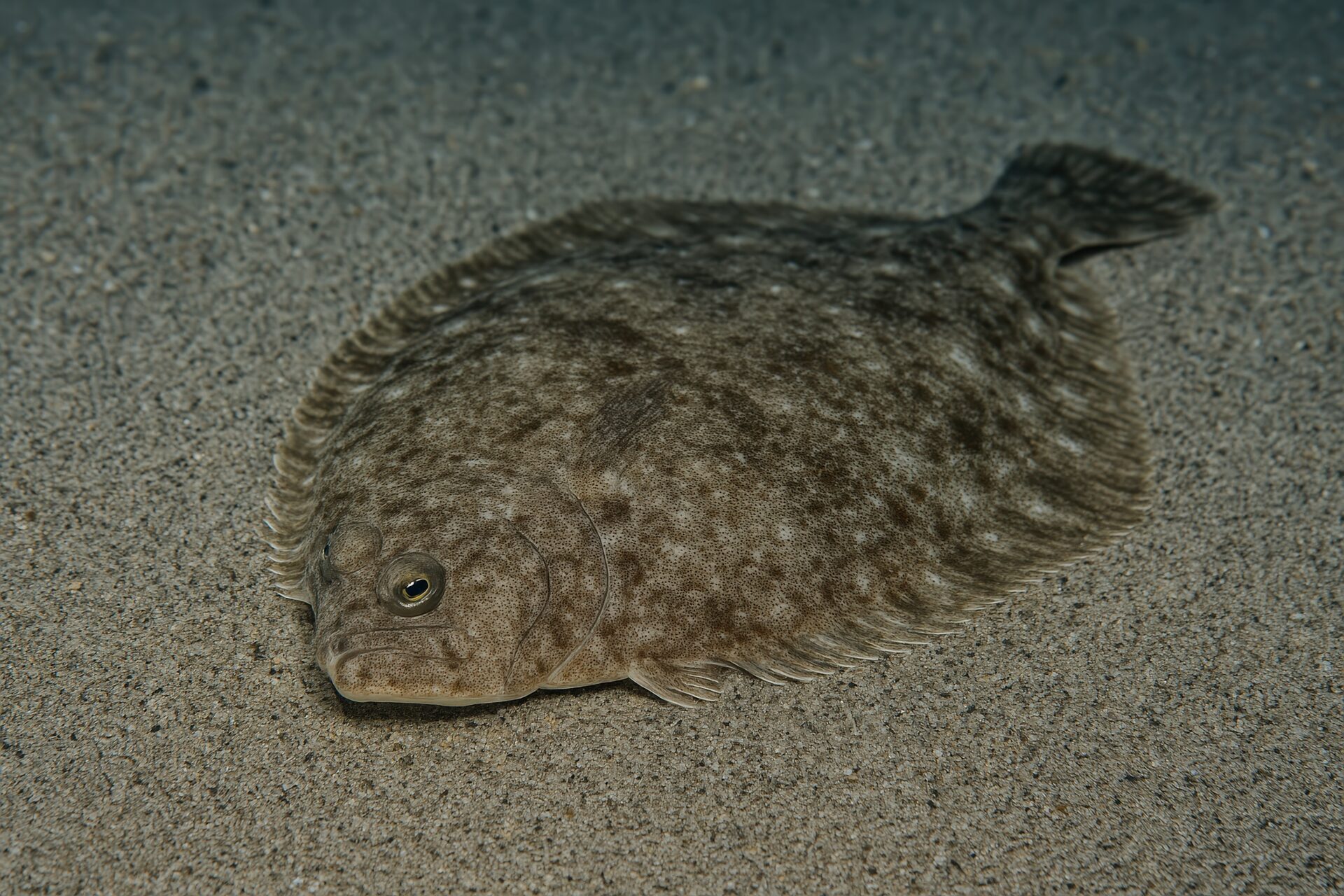 海底でじっとする褐色のヒラメ