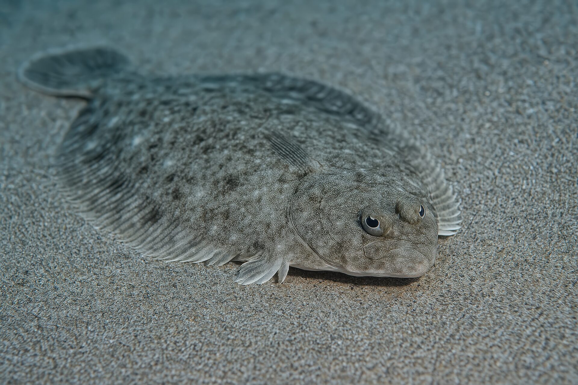 砂に溶け込むように寝そべるヒラメ