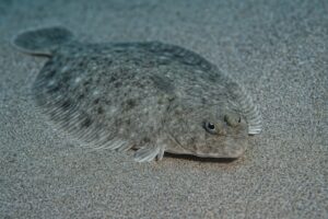 砂に溶け込むように寝そべるヒラメ