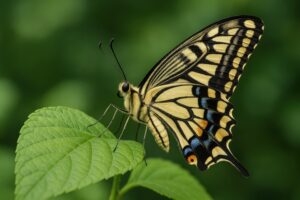 鮮やかな模様のアゲハチョウが葉にとまる