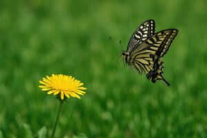 たんぽぽに向かって飛ぶアゲハチョウ