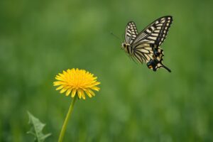 アゲハチョウが花へ向かって飛ぶ瞬間