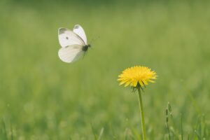 たんぽぽに舞い降りる白いモンシロチョウ