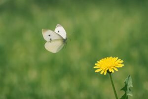 黄色い花に近づくモンシロチョウの飛翔