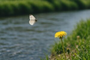 川辺に咲くタンポポとモンシロチョウの飛翔