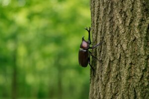 木の幹にとまるカブトムシのクローズアップ