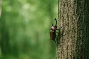 緑の森とカブトムシの側面写真