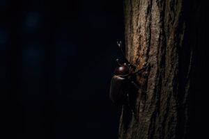 夜の木にとまるカブトムシと樹液