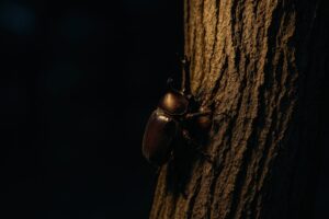 夜の森で樹液に集まるカブトムシ