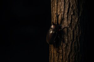 暗闇の中で幹を登るカブトムシ