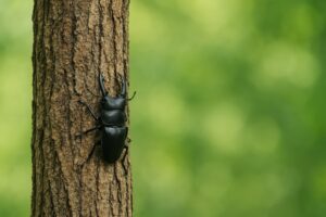 木の表面にしがみつくクワガタ