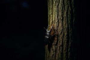 夜の木の幹で樹液を吸うクワガタ