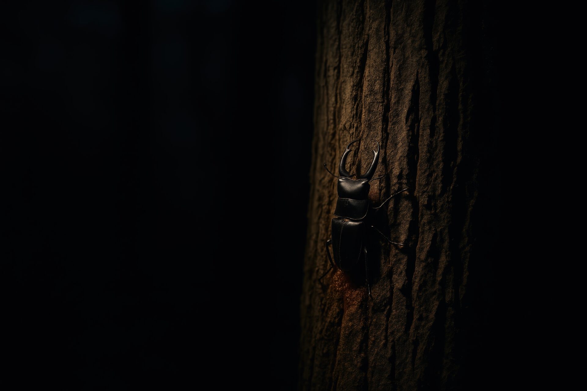 夜の森で光に照らされたクワガタ