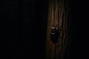 夜の森で光に照らされたクワガタ