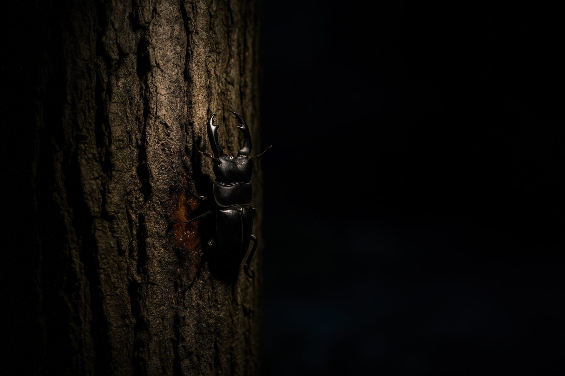 暗闇の中で樹液に集まるクワガタ