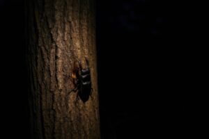 幹の樹液に集まるクワガタの夜間撮影