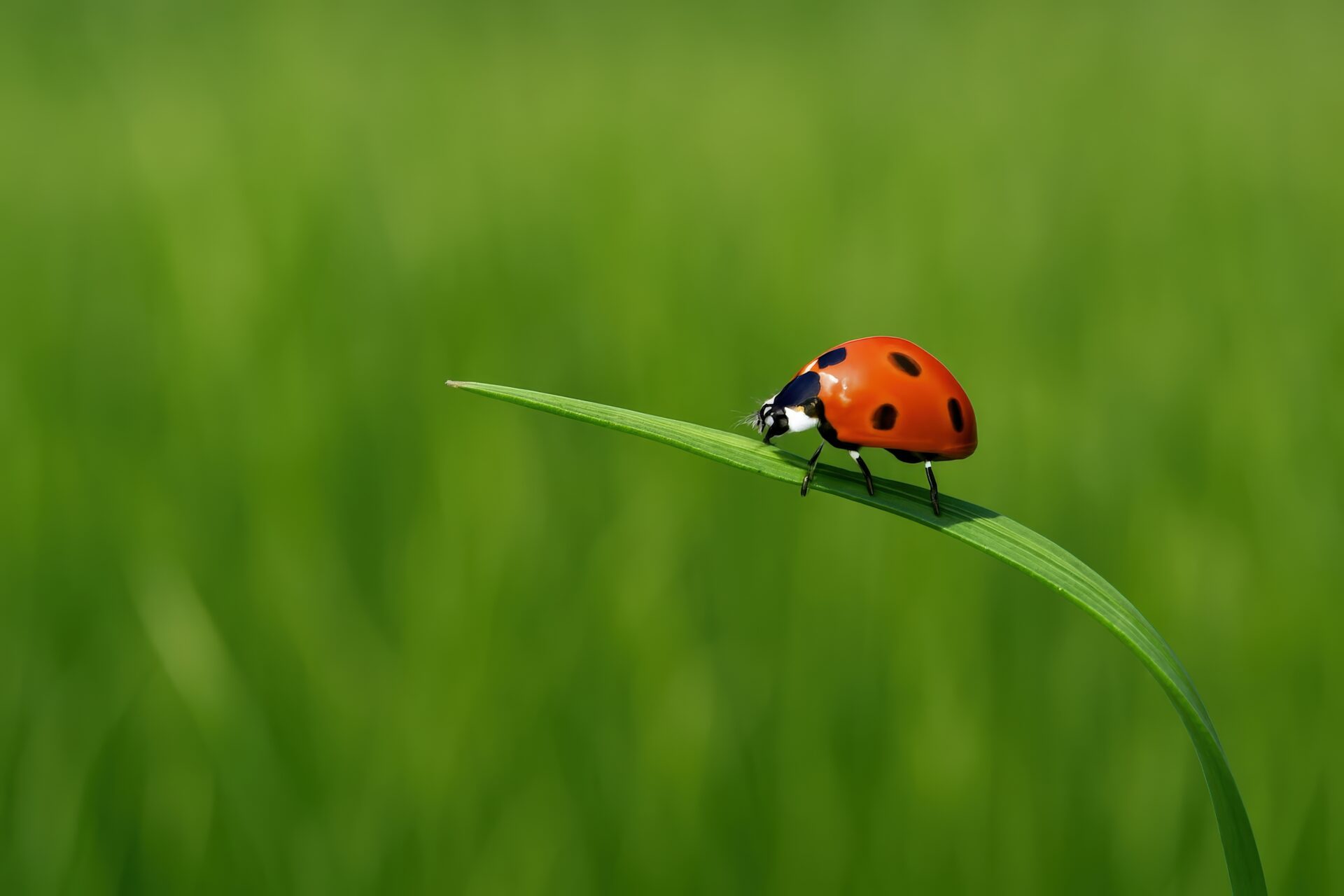 緑の草の上を歩くナナホシテントウムシ