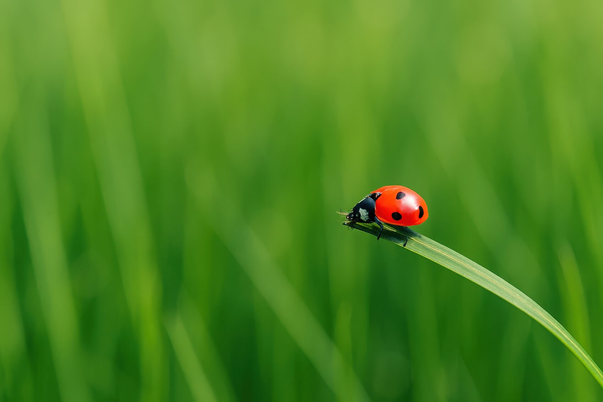 緑の草の上を歩くナナホシテントウムシ
