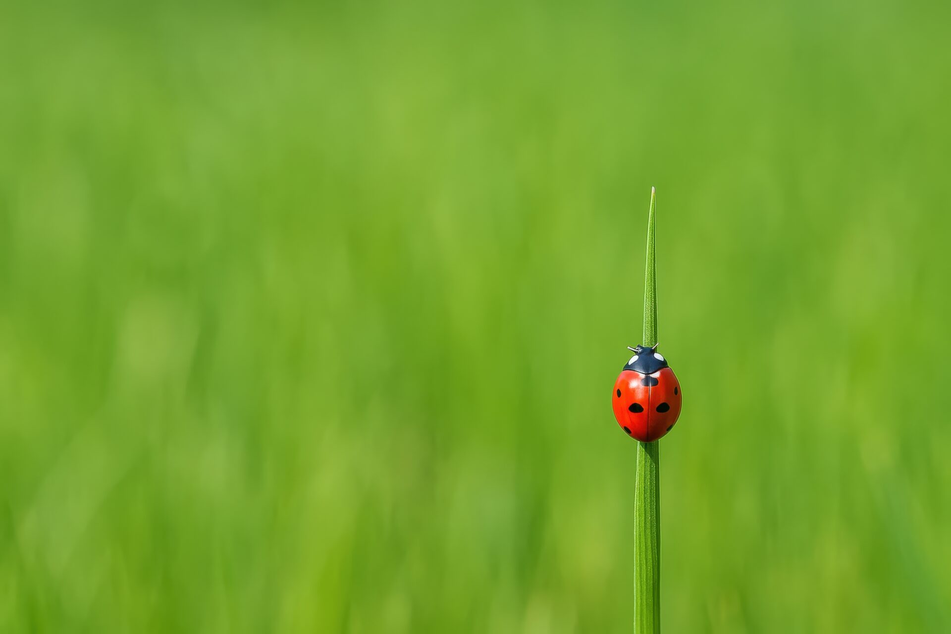 曲がった葉の上にとまる赤いナナホシテントウムシ