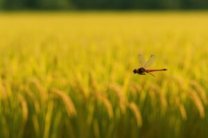 赤とんぼが黄金色の田園を舞う様子