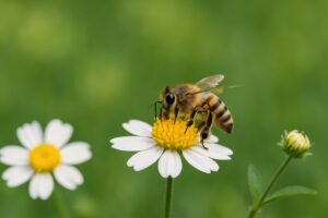 白い花にとまるミツバチのアップ